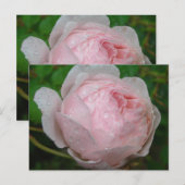 Carte Postale Raindrops sur Mon Rose (Devant / Derrière)