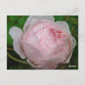 Carte Postale Raindrops sur Mon Rose (Dos)
