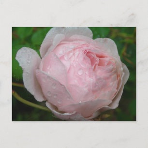 Carte Postale Raindrops sur Mon Rose