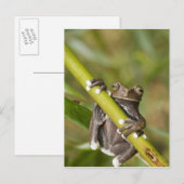 Carte Postale Rainette captive de Tapichalaca Hyloscirtus (Devant / Derrière)