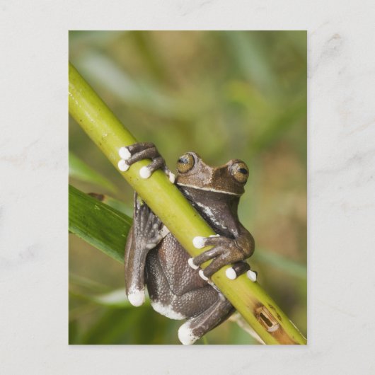 Carte Postale Rainette captive de Tapichalaca Hyloscirtus (Devant)