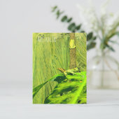 Carte Postale Rainette verte Grenouille australienne (Debout devant)