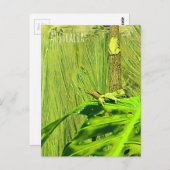 Carte Postale Rainette verte Grenouille australienne (Devant / Derrière)