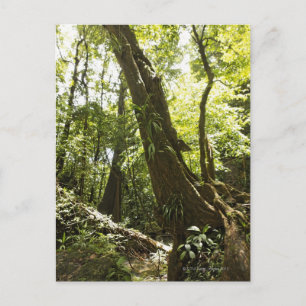 Carte Postale rainforest view, Dominica