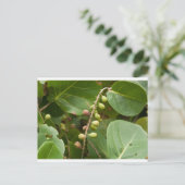 Carte Postale Raisin de mer, Floride (Debout devant)