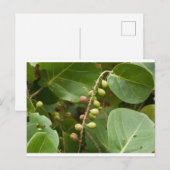 Carte Postale Raisin de mer, Floride (Devant / Derrière)