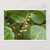 Carte Postale Raisin de mer, Floride (Devant)