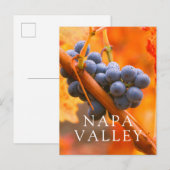 Carte Postale Raisin de vigne dans le vignoble (Devant / Derrière)