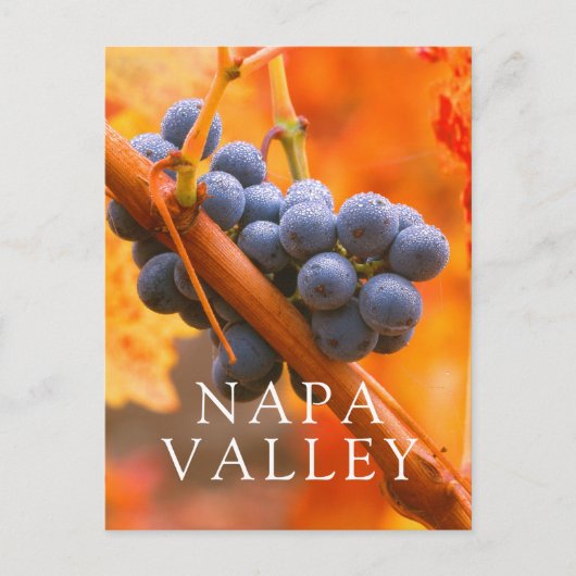 Carte Postale Raisin de vigne dans le vignoble (Devant)
