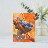 Carte Postale Raisin de vigne dans le vignoble (Debout devant)