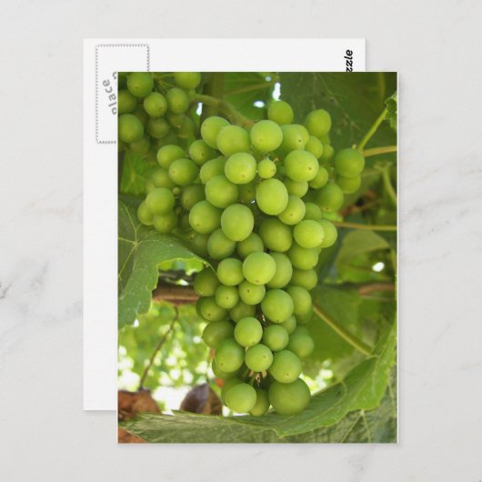 Carte Postale Raisins (Devant / Derrière)