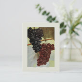 Carte Postale Raisins (Debout devant)