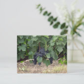 Carte Postale Raisins (Debout devant)