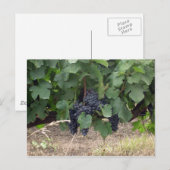 Carte Postale Raisins (Devant / Derrière)
