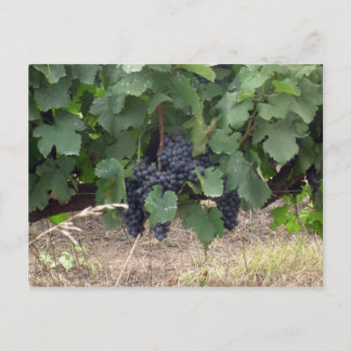 Carte Postale Raisins