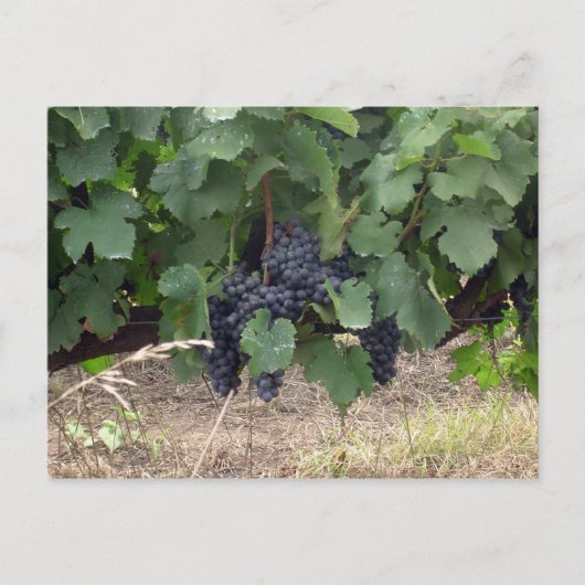 Carte Postale Raisins (Devant)