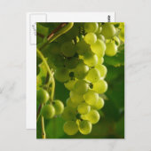 Carte Postale Raisins (Devant / Derrière)