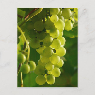 Carte Postale Raisins