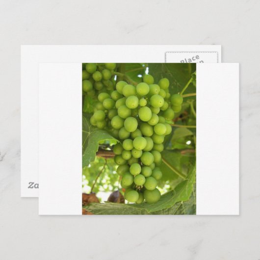 Carte Postale Raisins (Devant / Derrière)