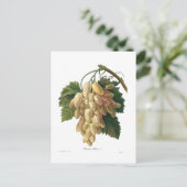 Carte Postale raisins blancs (Debout devant)