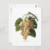 Carte Postale raisins blancs (Devant / Derrière)