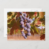Carte Postale Raisins de Californie (Devant / Derrière)
