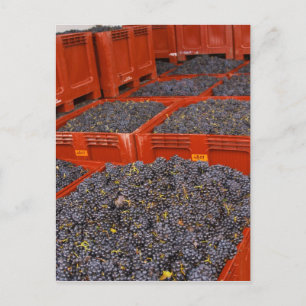 Carte Postale Raisins de Gamay fraîchement cueillis à la récolte