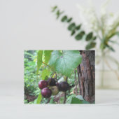 Carte Postale Raisins de Muscadine sauvages (Debout devant)
