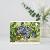 Carte Postale Raisins de vin français (Debout devant)