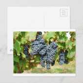 Carte Postale Raisins de vin français (Devant / Derrière)