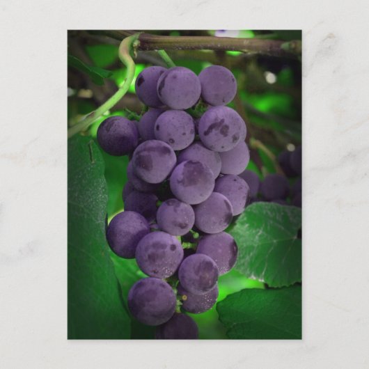 Carte Postale Raisins d'été (Devant)