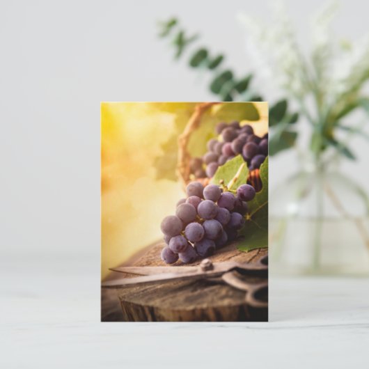 Carte Postale Raisins fraîchement récoltés (Debout devant)