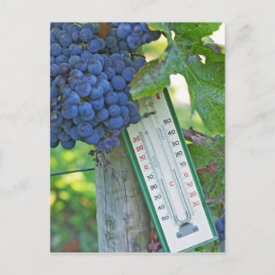 Carte Postale Raisins Merlot au Château la Grave Figeac, un