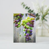 Carte Postale Raisins Mûrissants (Debout devant)