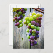 Carte Postale Raisins Mûrissants (Devant / Derrière)