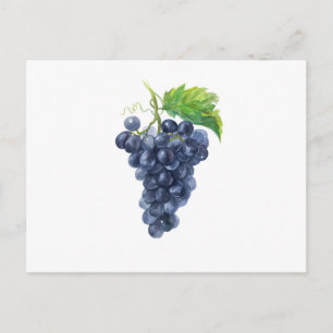 Carte Postale Raisins noirs sur fond blanc – Aquarelle botanique