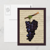 Carte Postale Raisins noirs vintages (Devant / Derrière)