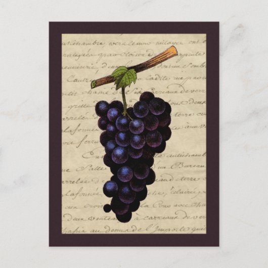 Carte Postale Raisins noirs vintages (Devant)