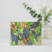 Carte Postale Raisins pourpres (Debout devant)