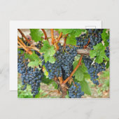 Carte Postale Raisins pourpres (Devant / Derrière)