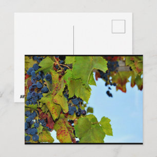 Carte Postale Raisins rouges ciel bleu