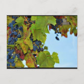 Carte Postale Raisins rouges ciel bleu (Devant)
