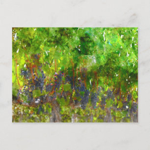 Carte Postale Raisins rouges sur la vigne