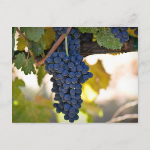 Carte Postale Raisins rouges sur la vigne utilisés pour la fabri