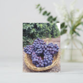 Carte Postale Raisins royaux violets (Debout devant)