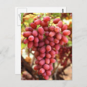 Carte Postale Raisins sans graines de Crimson (Devant / Derrière)