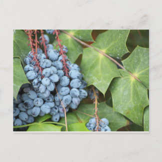 Carte Postale Raisins sauvages du Texas