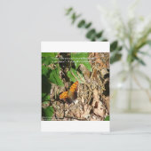 Carte Postale Ralph W Emerson "Pace Of Nature" Citation De Sages (Debout devant)