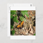 Carte Postale Ralph W Emerson "Pace Of Nature" Citation De Sages (Devant / Derrière)