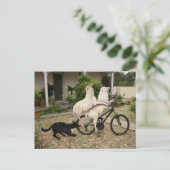 Carte Postale Ram et Ewe (Debout devant)